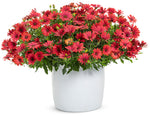 Osteospermum - Bright Lights Red