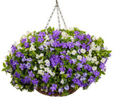 Torenia - Summer Wave Blue