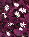 Oxalis - Charmed Wine