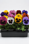 Pansy - Matrix Blotch Mix