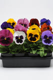 Pansy - Matrix Blotch Mix