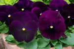 Pansy - Matrix Purple