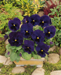 Pansy - Matrix Blotch Blue Blotch