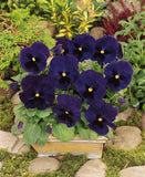 Pansy - Matrix Blotch Blue Blotch