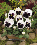 Pansy - Matrix White Blotch