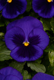 Pansy - Matrix Blotch Blue Blotch