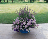 Petunia - E3 Easy Wave Blue