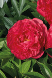 Paeonia - Karl Rosenfield