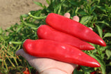 Peppers - Big Chile
