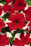 Petunia - Madness Red Picotee