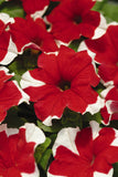 Petunia - Madness Red Picotee