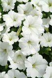 Petunia - E3 Easy Wave White