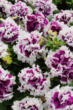 Petunia - Double Pirouette Purple