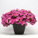 Petunia - E3 Easy Wave Pink