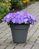 Petunia - E3 Easy Wave Sky Blue