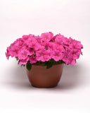 Petunia - E3 Easy Wave Pink