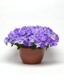 Petunia - E3 Easy Wave Sky Blue