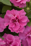 Petunia - Double Madness Rose