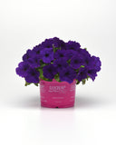 Petunia - E3 Easy Wave Blue