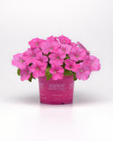 Petunia - E3 Easy Wave Pink