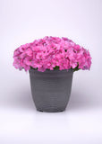 Petunia - E3 Easy Wave Pink