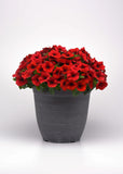 Petunia - E3 Easy Wave Red