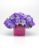 Petunia - E3 Easy Wave Sky Blue
