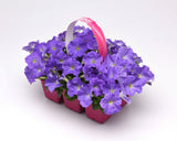 Petunia - E3 Easy Wave Sky Blue