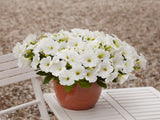 Petunia - E3 Easy Wave White