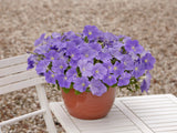 Petunia - E3 Easy Wave Sky Blue