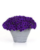 Petunia - E3 Easy Wave Blue