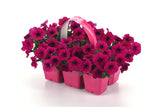 Petunia - Shock Wave Deep Purple