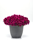 Petunia - Shock Wave Deep Purple