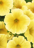 Petunia - NewBee