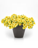 Petunia - NewBee