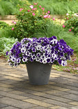 Petunia - E3 Easy Wave Midnight Marble
