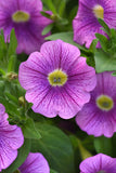 Petunia - SlingShot Purple Fantasy