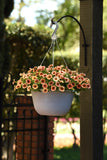 Petchoa - Caliburst Nectarine