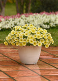 Petunia - NewBee