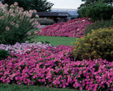 Petunia - E3 Easy Wave Pink