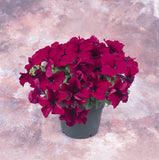 Petunia - Dreams Burgundy
