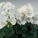 Geranium - Tango White