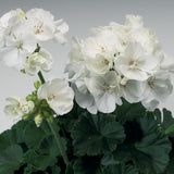 Geranium - Tango White