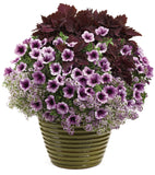 Petunia - Supertunia Bordeaux