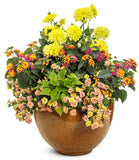 Calibrachoa - Superbells Magic Double Grapefruit