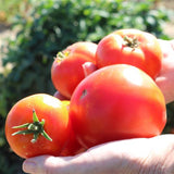 Tomato - Patio