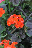 Geranium - Tall Dark Handsome Blood Orange