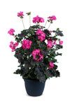 Geranium - Tall Dark Handsome Hot Pink