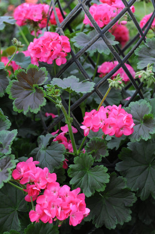 Geranium - Tall Dark Handsome Hot Pink