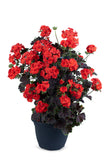 Geranium - Tall Dark Handsome Blood Orange